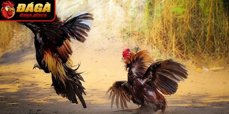 Màu mệnh kim là các chú gà có màu trắng ánh kim hoặc lông ngả vàng